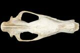 Fossil Hyaenodon Skull - South Dakota #131362-16